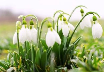 Przebiśniegi – kwiaty z krepiny