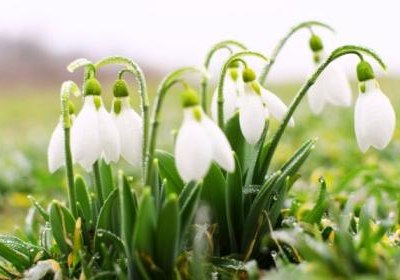 Przebiśniegi – kwiaty z krepiny