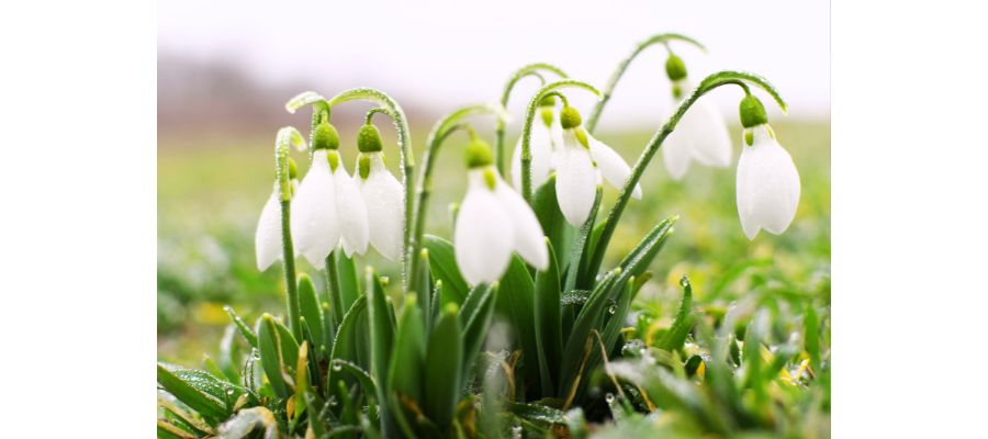 Przebiśniegi – kwiaty z krepiny